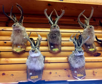 Jackalope | Der atemberaubende Hase mit Geweih