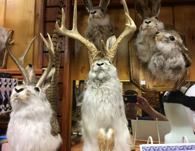Jackalope | The Stunning Hare With Antlers