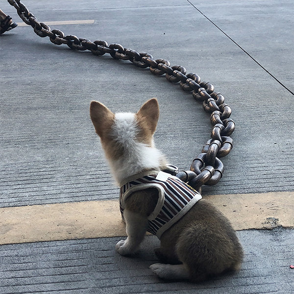 Thick Dog Chain