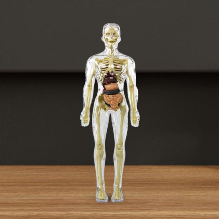 3d Human Body Torso Model for Kids | Anatomy Model Skeleton