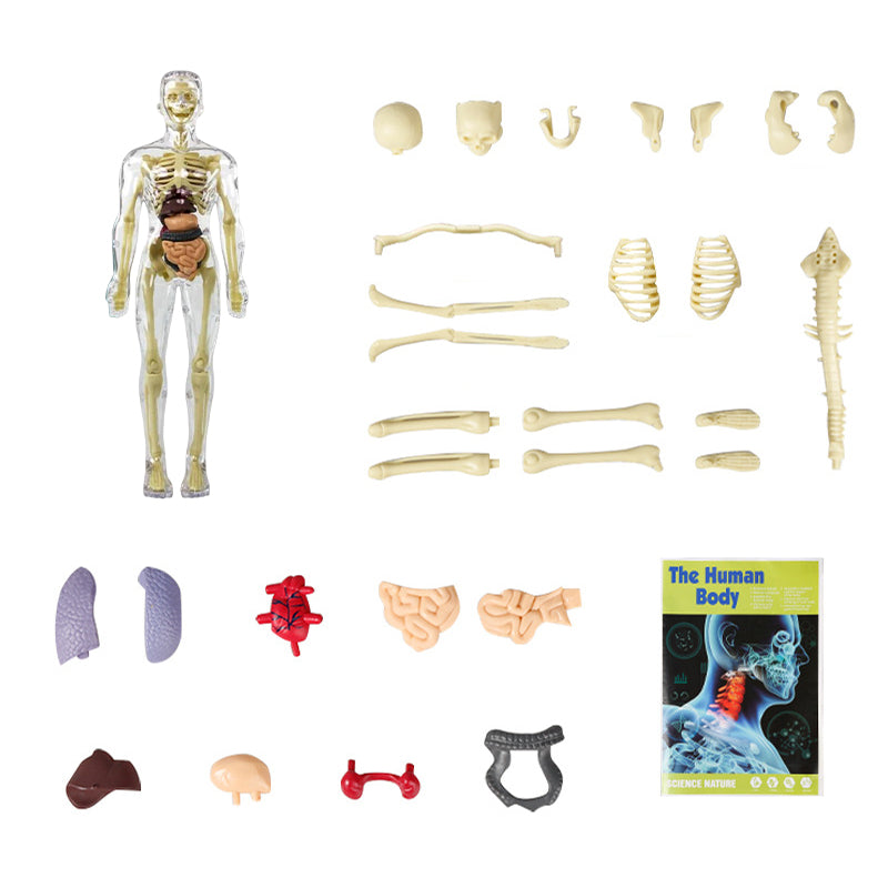 3d Human Body Torso Model for Kids | Anatomy Model Skeleton